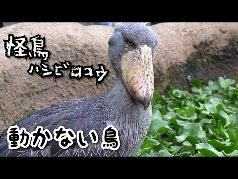 動かない鳥 ハシビロコウが動くのを待つ動画 Youtube 動かない鳥 ハシビロコウが動くのを待つ動画 Youtube