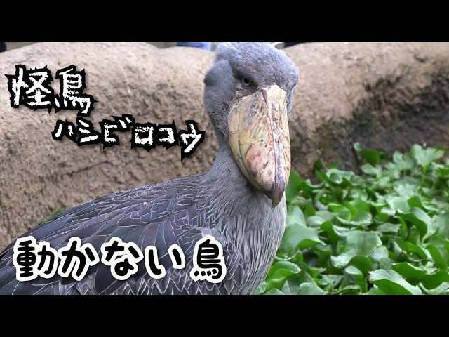 動かない鳥 ハシビロコウが動くのを待つ動画 Youtube