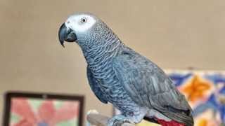 Maynard the African Grey