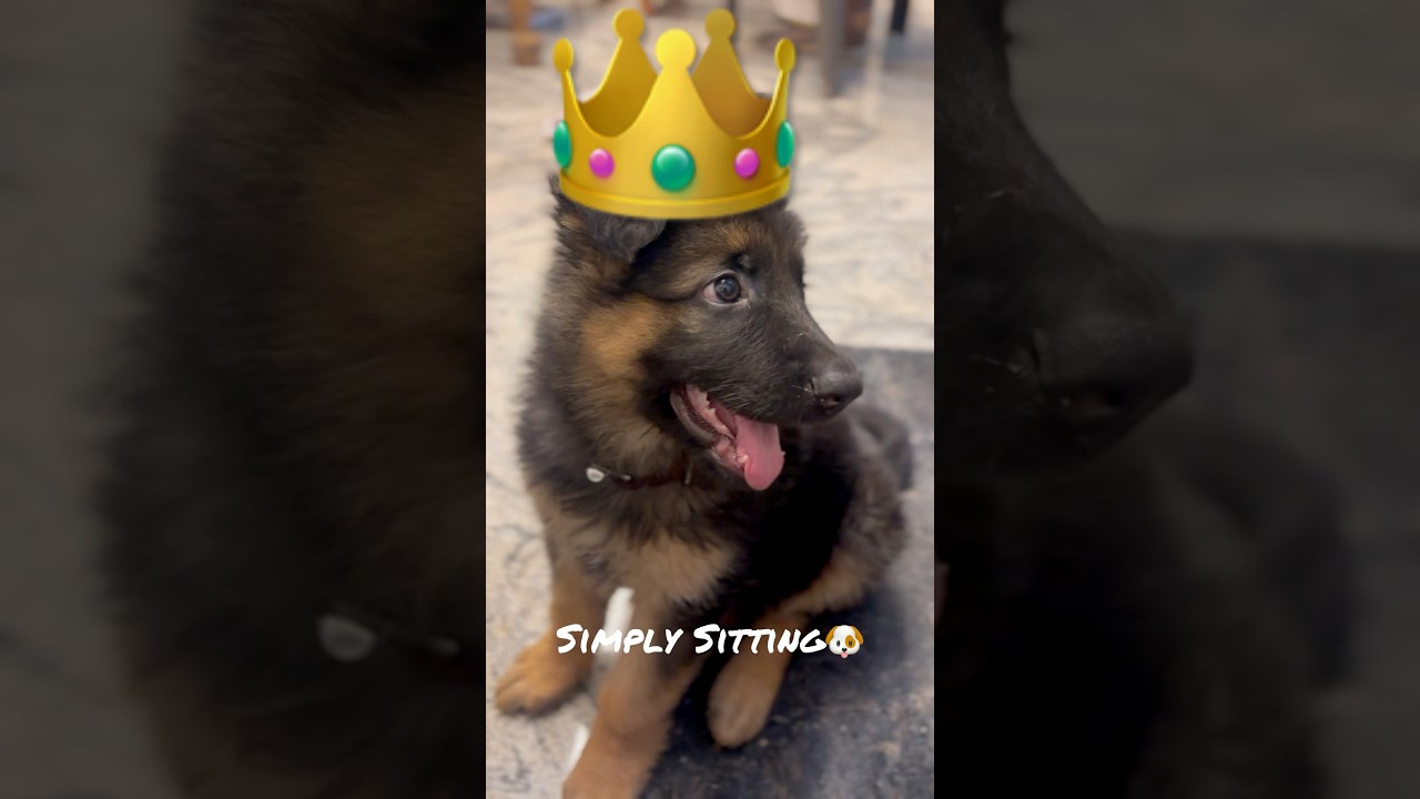 || Leo’s Raja Life 👑😎🐶 || 2 Months Old German shepherd ||