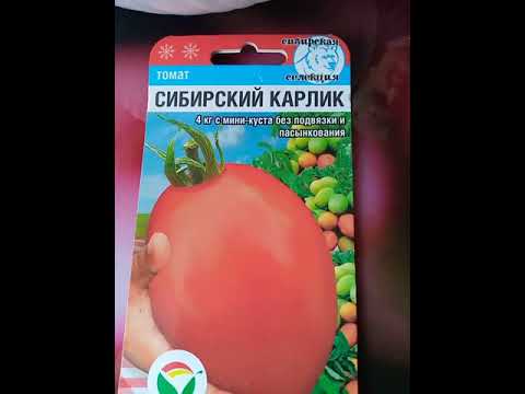 томат Сибирский карлик