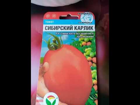 томат Сибирский карлик - YouTube