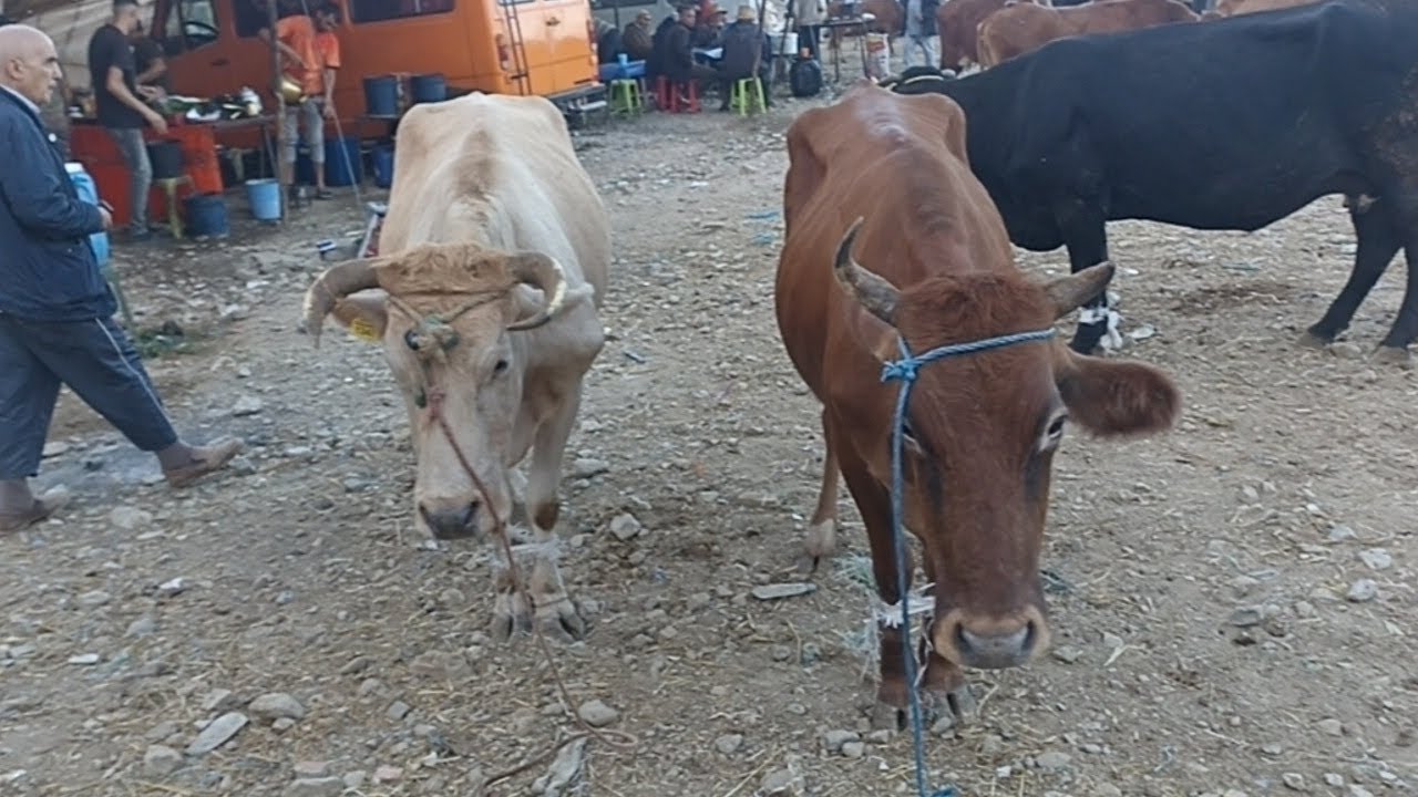 البلدي بسوق الاربعاء تطوان 🐂🦬🐄🐃||08/10/2025||0667128425🔥🇲🇦❤️