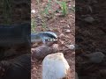 The Black Mamba  Africa's Fastest and Dangerous snake #wildlife #snake #snakevideo #snakes