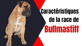 Caractéristiques De La Race De Bullmastiff