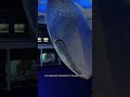 So fresh, so clean 🧼🫧🐋 #whales #amnh #nycfood #museums #CleanTok #cleanwithme