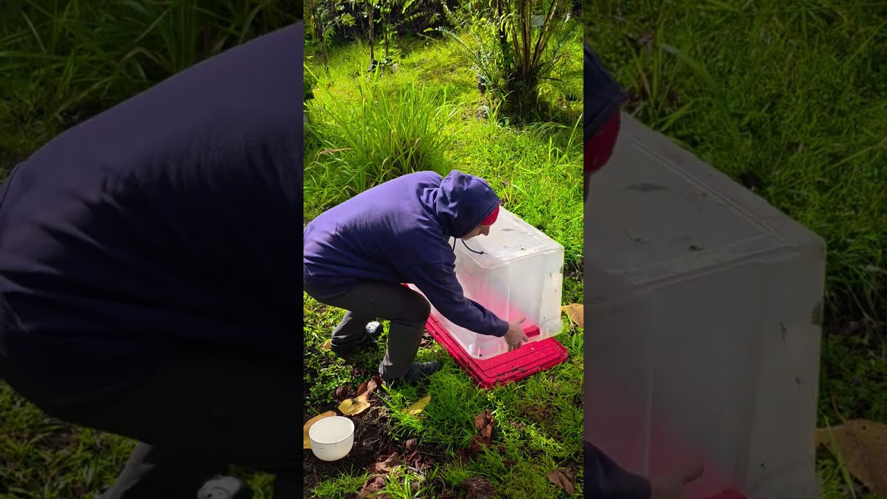 Simple Rainforest Coffee Dehydrator? Maybe.