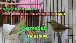 proses pemasteran pleci tua yg benar agar cepat masuk