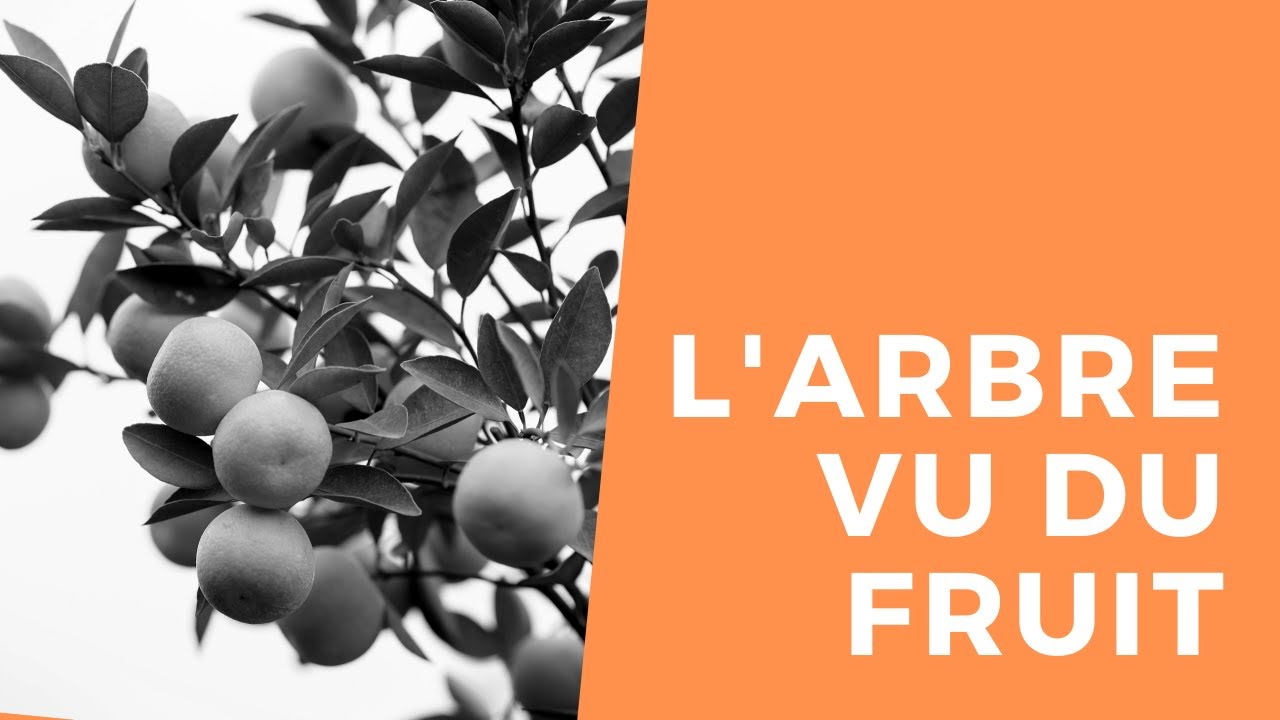 L'arbre vu du fruit