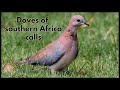 Doves Of Southern Africa Calls 