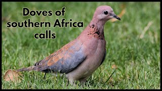 Doves of southern Africa calls