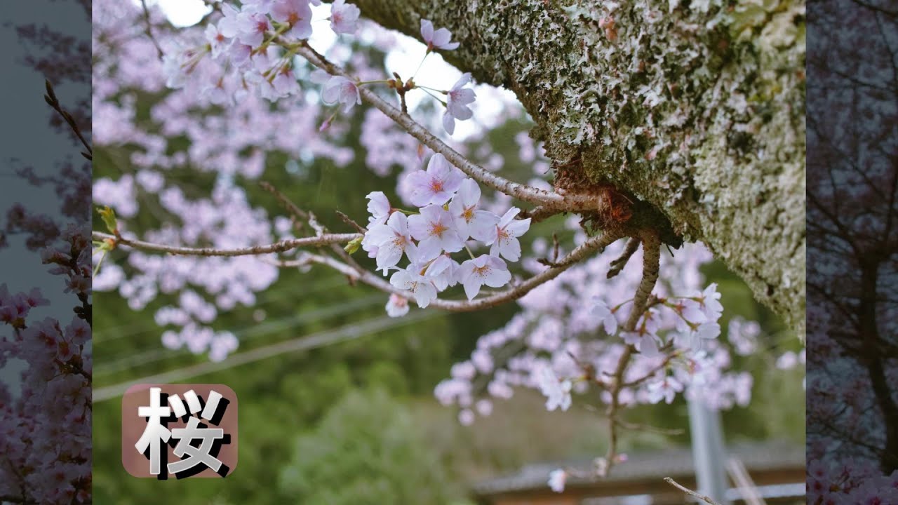 水彩画　ジクレー版画「日向神ダムの桜」（八女市） 八女市の日向神ダムへ桜を見に行ってきました。 - YouTube