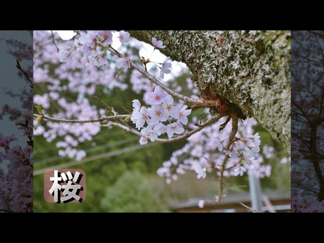 水彩画　ジクレー版画「日向神ダムの桜」（八女市） 八女市の日向神ダムへ桜を見に行ってきました。 - YouTube