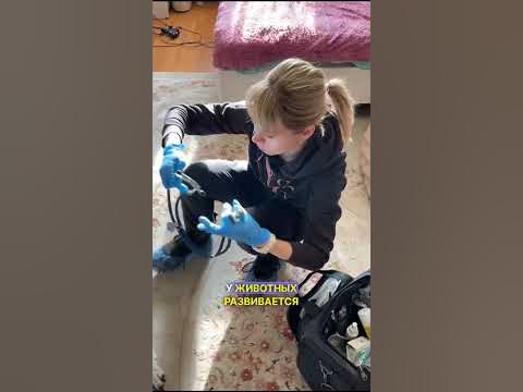 Синдром Кушинга у собаки #собака #животные #ветеринар - YouTube