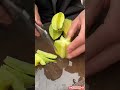 Vegetable farming #fruit #vrialshort #cuttingskills #favourite #viral #toptrending #garden