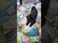 Dream Dog Summer! #dogshorts #dogsplaying #petsitterlife #dogboarding #puppy #cute
