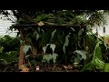 Leaf House