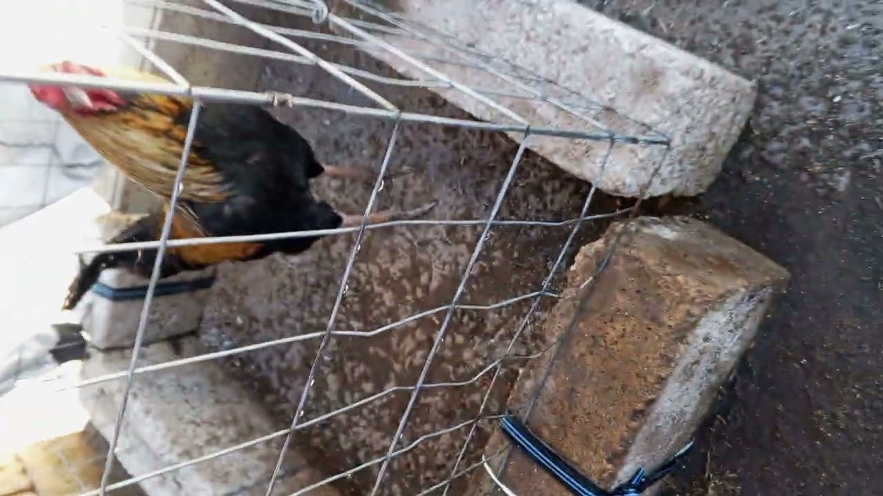 Q rollo mi gente vengo a subir mis animalitos empezando un criadero desde cero🪶🫂