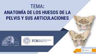 Anatomía de los Huesos de la pelvis y sus articulaciones.