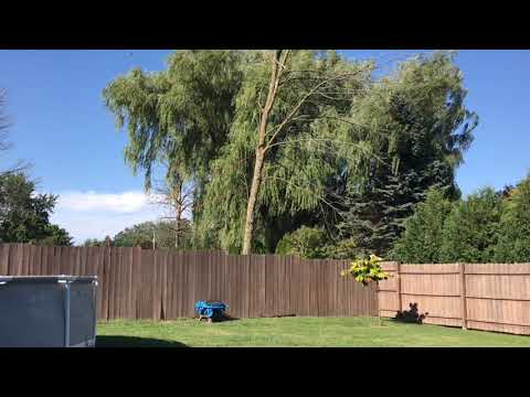 Neighbor Pulls Tree Down With Rope
