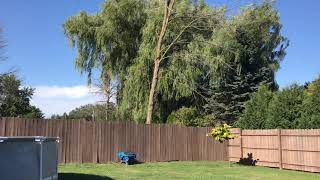 Neighbor Pulls Tree Down With Rope