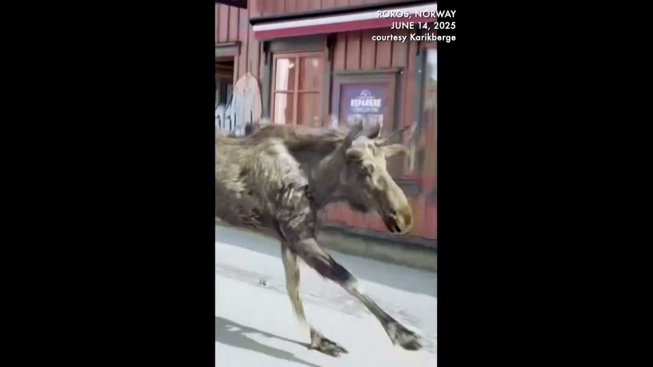 Moose runs wild through a street in Norway