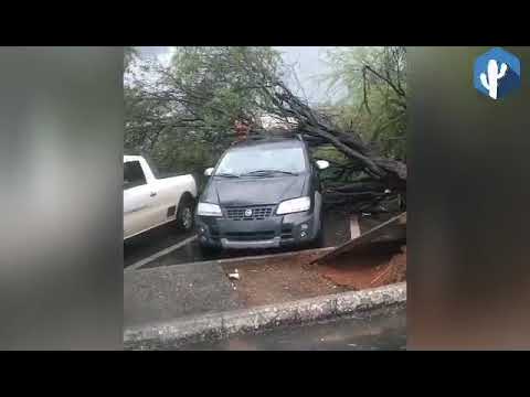 Chuva com vendaval arranca árvores e atinge veículos em Guanambi