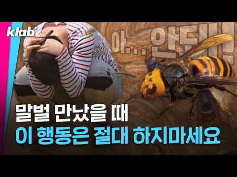 말벌 보면 엎드려서 가만히 있는다? vs. 도망간다? 🐝｜크랩