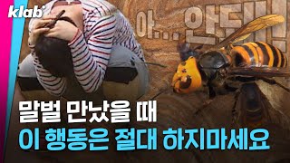 말벌 보면 엎드려서 가만히 있는다? vs. 도망간다? 크랩