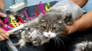 ЕваLife - Стрижка кота Феликса в салоне красоты ЕваLife - Стрижка кота Феликса в салоне красоты