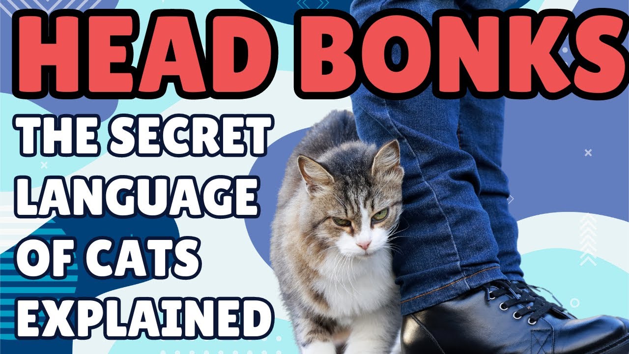 Head Bonks The Secret Language of Cats Explained YouTube