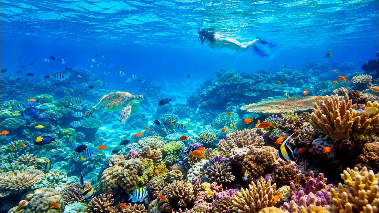 Hadahaa Maldives Is Unreal! Snorkeling the 360° House Reef | 4K