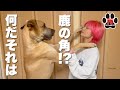 【大型犬５匹】鹿の角をあげてみたら個性豊か過ぎたwグレートデン子犬