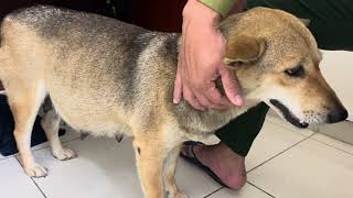 Encouraging a Nervous Mama Dog Before She Gives Birth 🐶❤️