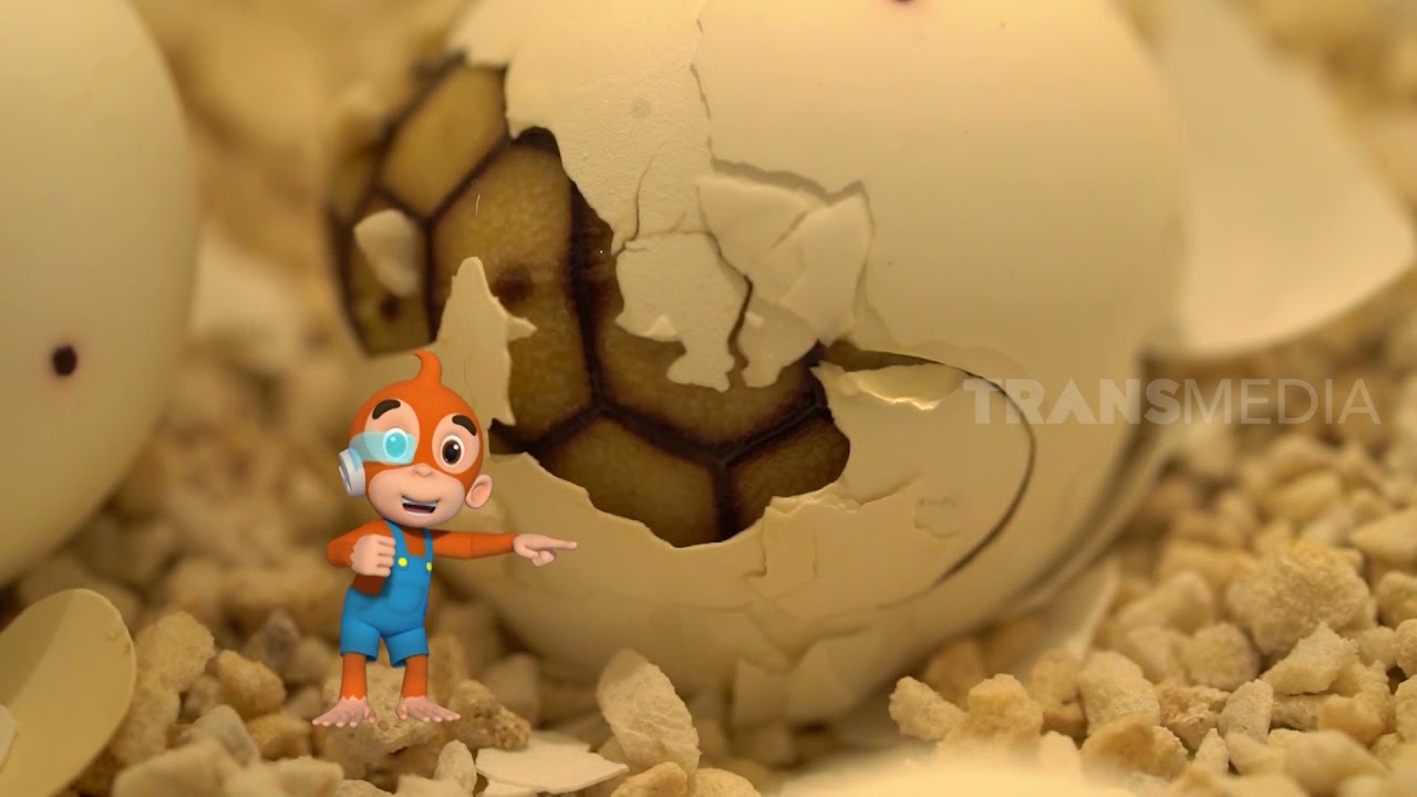 Seperti Apa Sih Persalinan Kura Kura?? | SI OTAN (03/09/21)