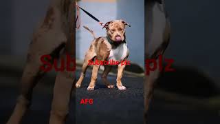 world best American Pitbull dog video dog youtubeshorts