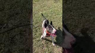 Bull Terrier Fetch Conditioning