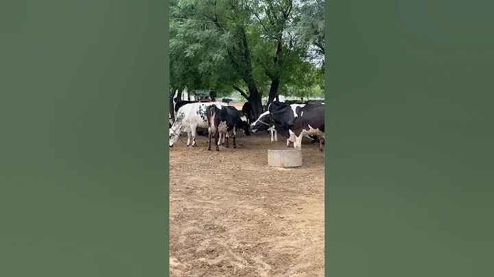 The Future of Dairy Farming: Yadav Dairy 2025