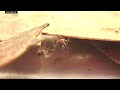 150 million years old and critically endangered: assassin spider stalks its prey