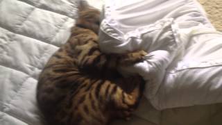 Crazy Bengal Attacks Mattress Cover by Sootikins 823 views 10 years ago 1 minute, 16 seconds