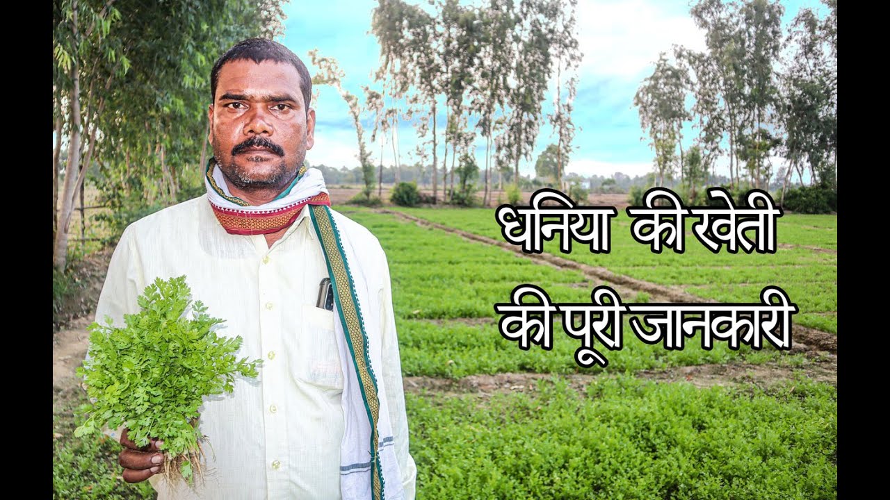 A to Z बारिश के मौसम में की जाने वाली धनिया की खेती/लाखों की कमाई का मौका/coriander farming
