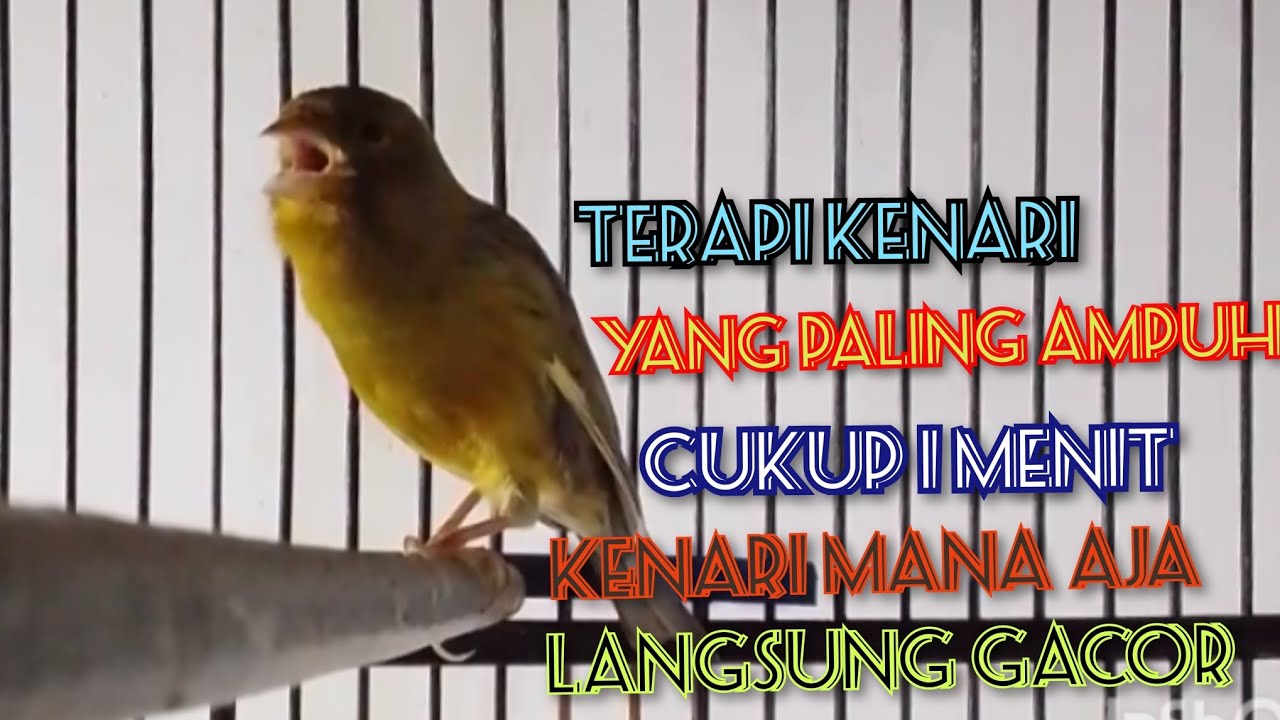 KENARI GACOR NGEROL PANJANG COCOK UNTUK PANCINGAN BUNYI BURUNG KENARI YANG MALAS BUNYI!!!