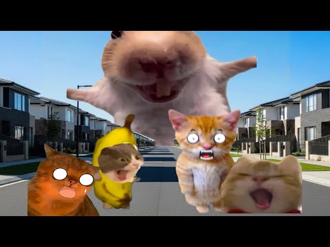 Banana Cat Ultimate Compilation 🍌🐱 50 Minutes Special