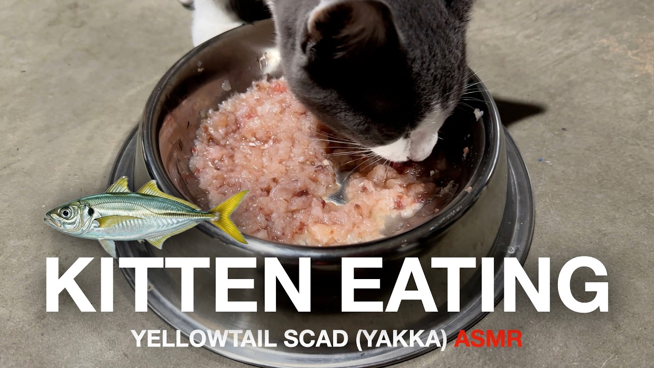 Kitten Eating Yellowtail Scad (Yakka) ASMR