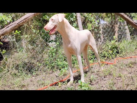 Ring The 6CC Champion Queen of Rajapalayam Dog