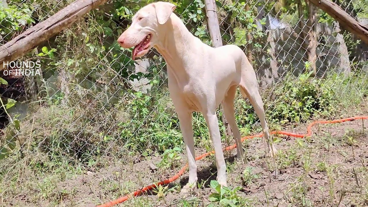 Abv Rajpalya Rajapalayam Puppies Price