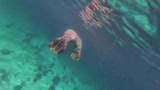 Manatee - Snorkeling in Caye Caulker