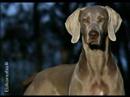Video: Natura Pet Espande Il Richiamo Di Alimenti Per Cani E Cuccioli HealthWise