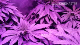 Another grow update