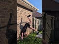 Day 17 of 75! Part 2! #75hardchallenge #operationsandstorm #handstandworkout #calisthenics